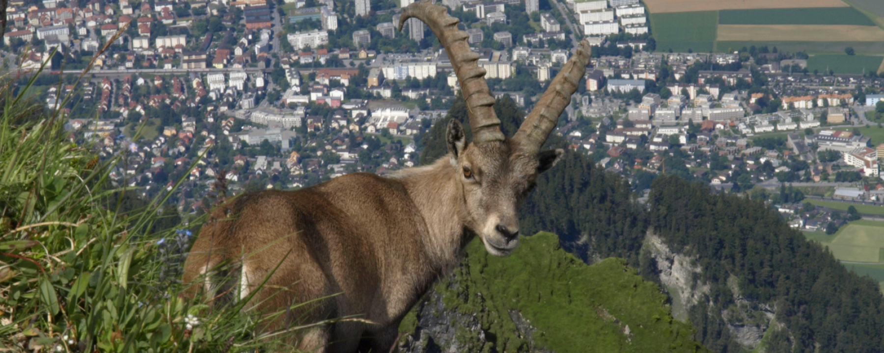 Steinbock beim Montalin oberhalb Chur