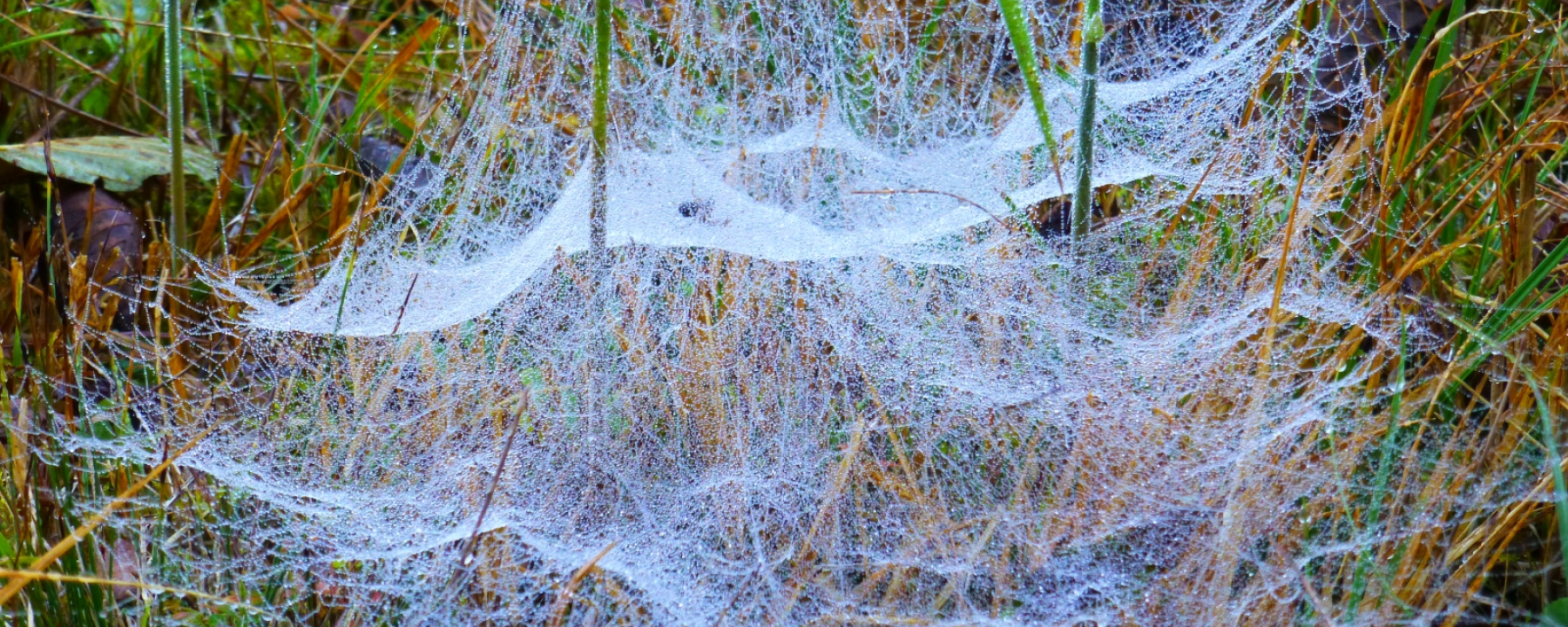 Das Netz der Baldachimspinne