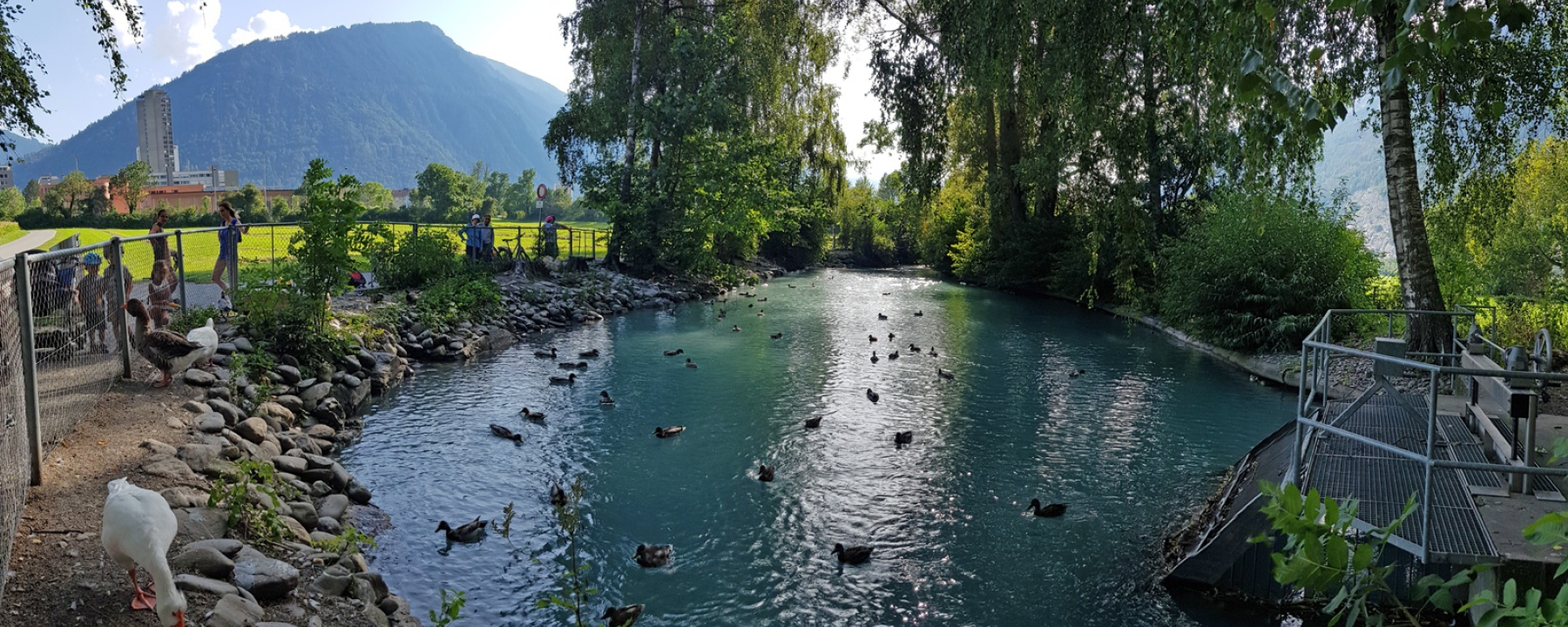 Ententeich beim Mühlebach (Rheinmühleweiher)