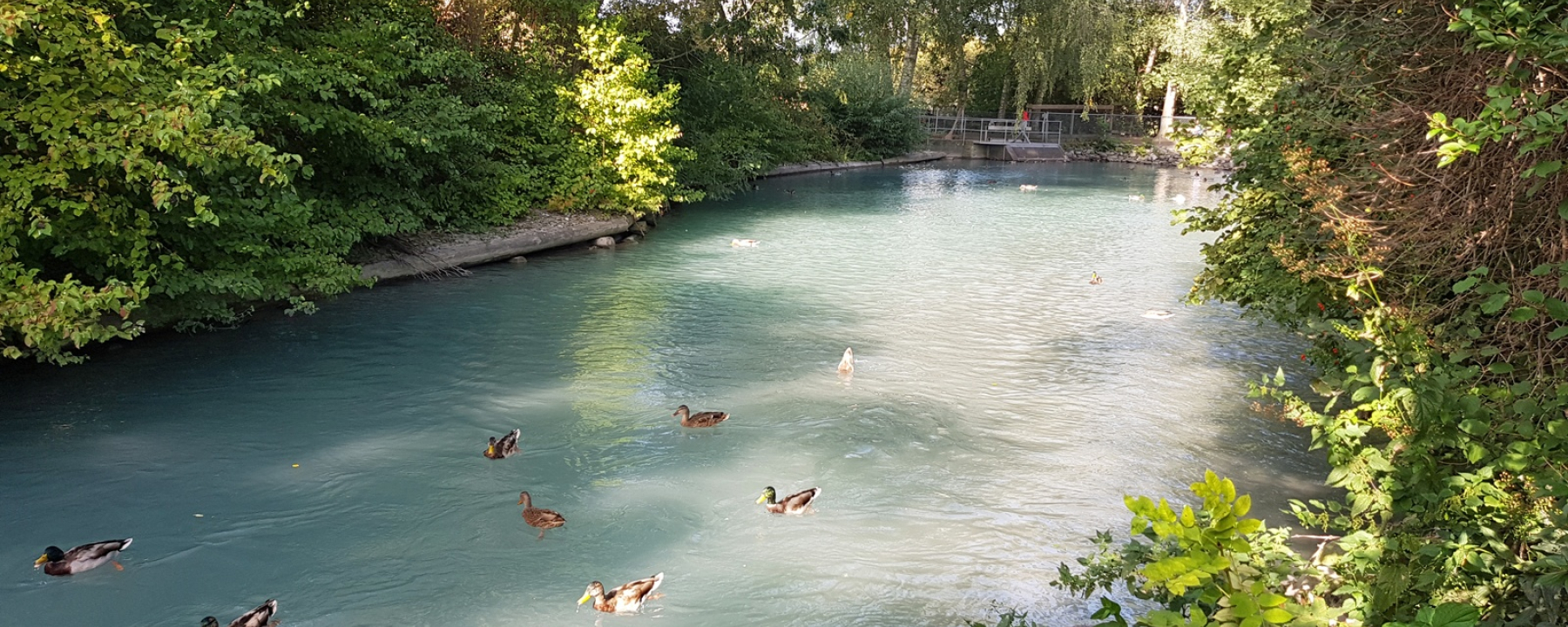 Ententeich beim Mühlebach (Rheinmühleweiher)