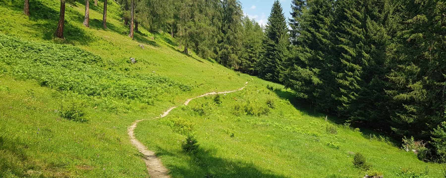Wiesen-Trail unterhalb von Brambrüesch