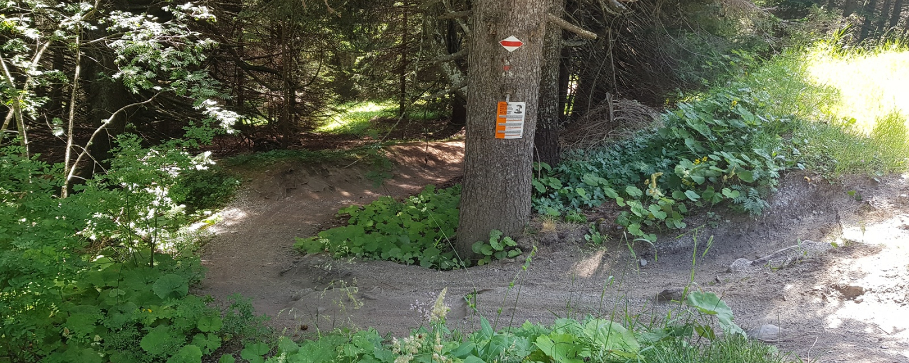 Einstieg in den Trail auf Brambrüesch