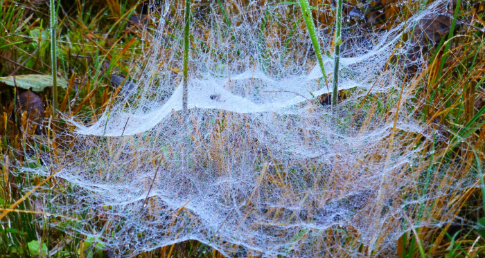 Das Netz der Baldachimspinne