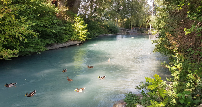 Ententeich beim Mühlebach (Rheinmühleweiher)