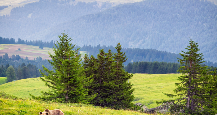 Arosa Bärenland