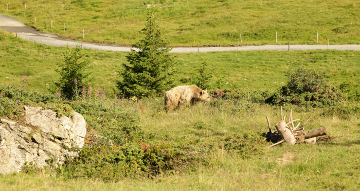 Arosa Bärenland