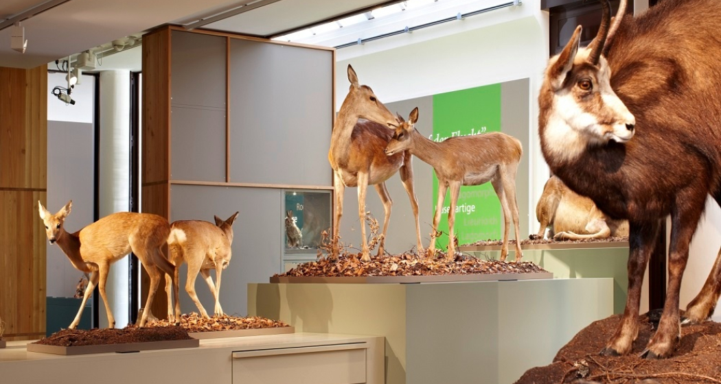 Bündner Naturmuseum