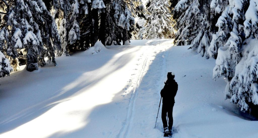 Im Spundis-Wald Im Spundis-Wald