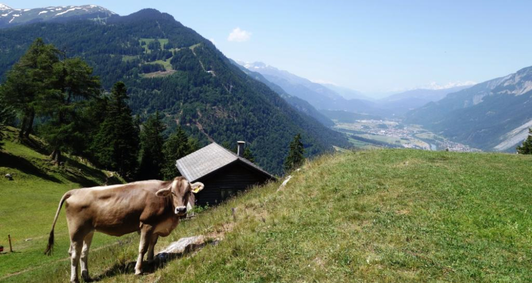 Mittenberg mit Blick ins Churer Rheintal Mittenberg mit Blick ins Churer Rheintal