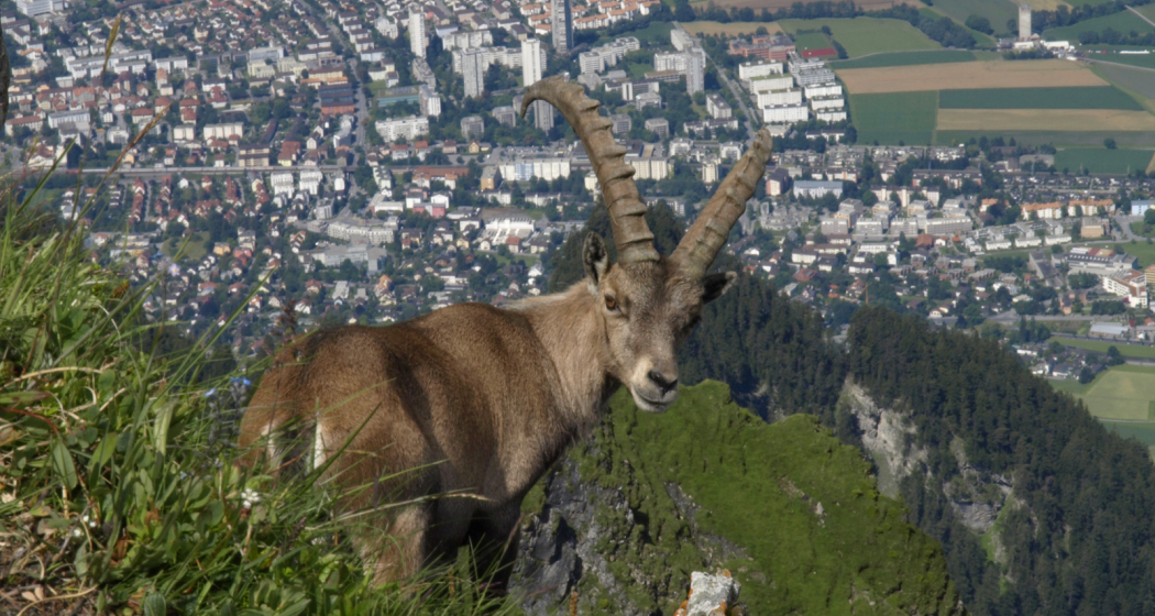 Steinbock beim Montalin oberhalb Chur Steinbock beim Montalin oberhalb Chur