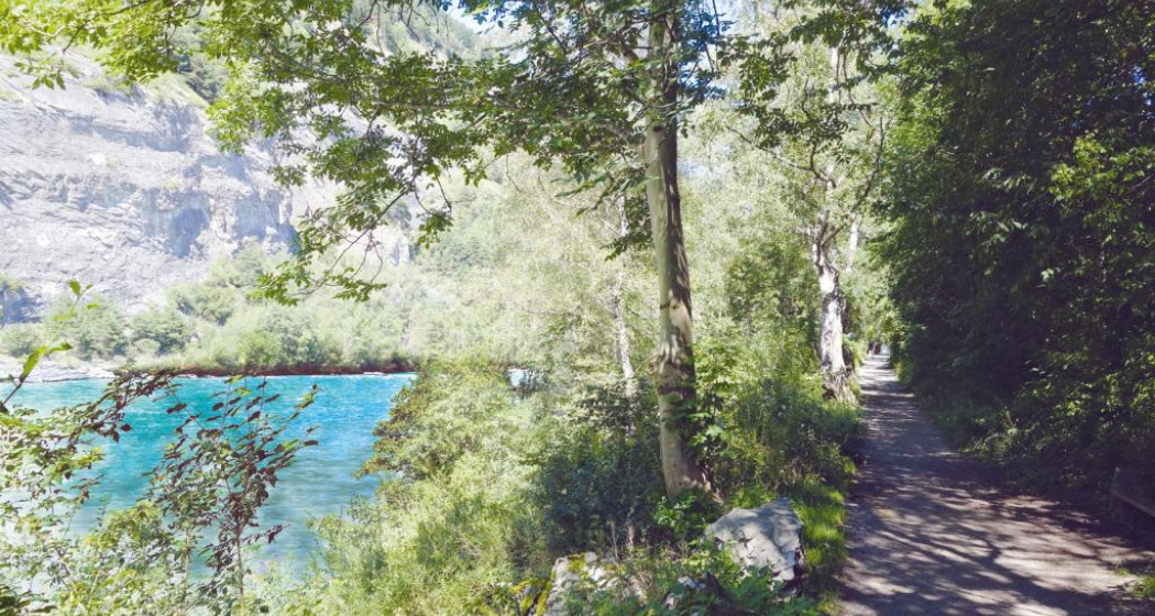 Uferweg am Alpenrhein Uferweg am Alpenrhein