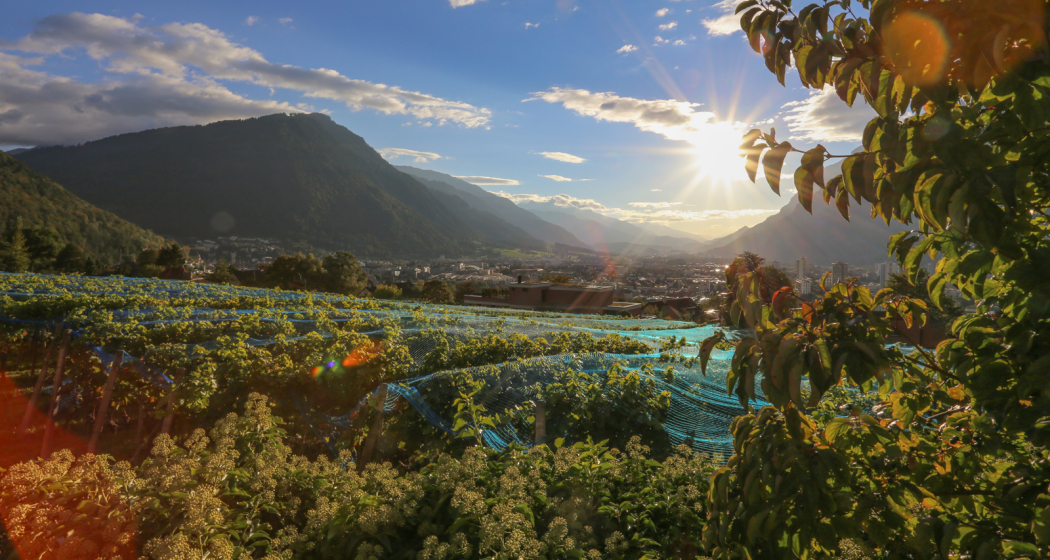Weinreben oberhalb Chur Weinreben oberhalb Chur
