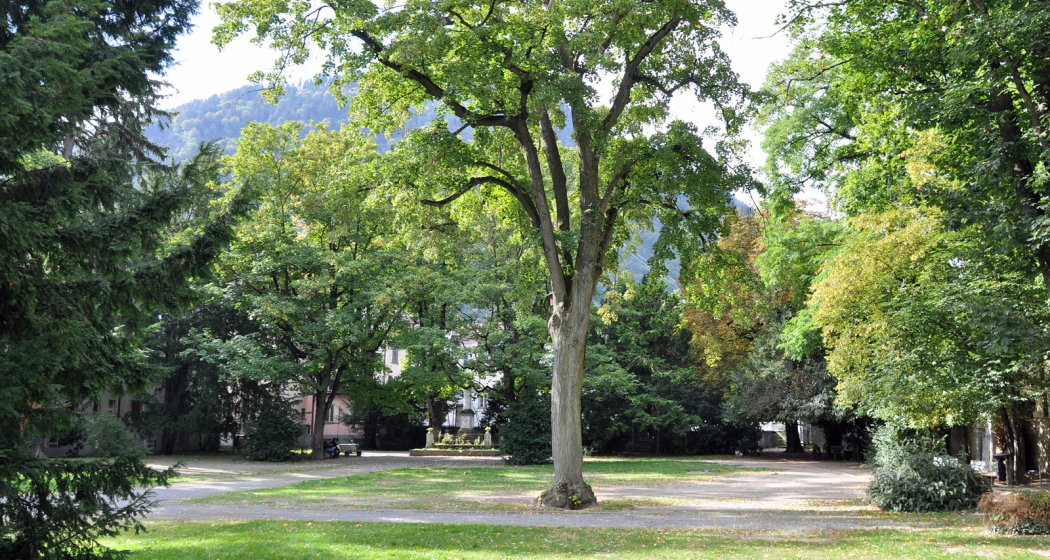 Stadtgarten Stadtgarten