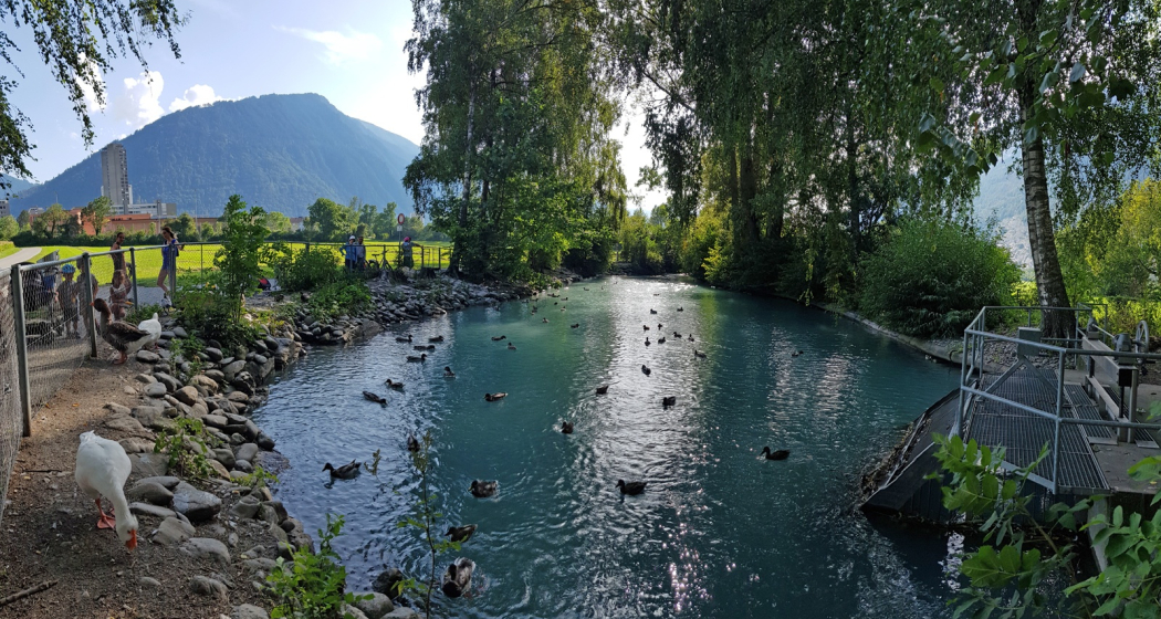 Ententeich beim Mühlebach (Rheinmühleweiher) Ententeich beim Mühlebach (Rheinmühleweiher)