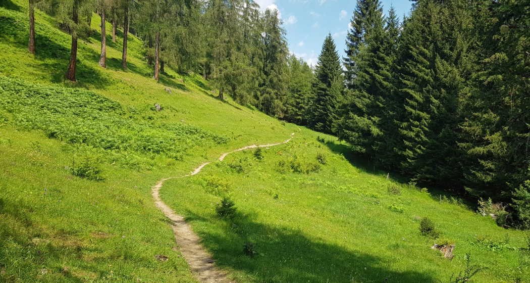 Wiesen-Trail unterhalb von Brambrüesch Wiesen-Trail unterhalb von Brambrüesch