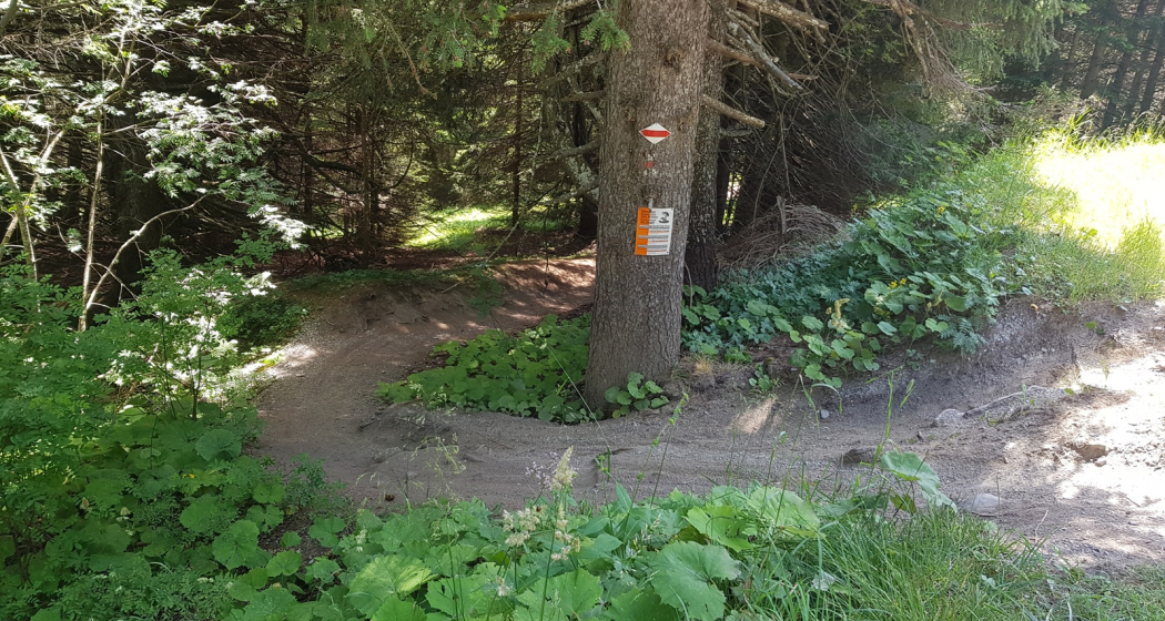 Einstieg in den Trail auf Brambrüesch Einstieg in den Trail auf Brambrüesch