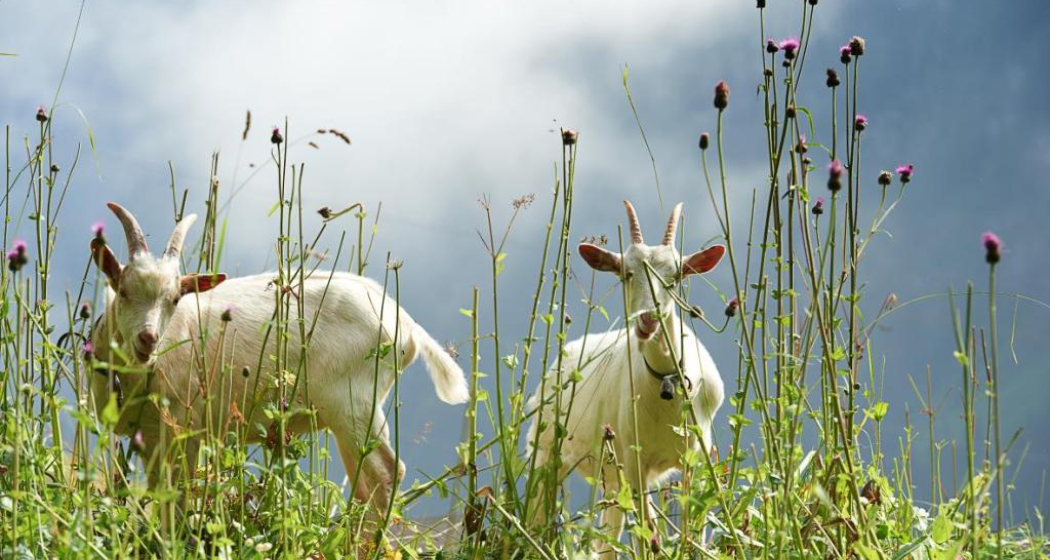 43.13 Tamins - Trin Digg, Jakobsweg Graubünden