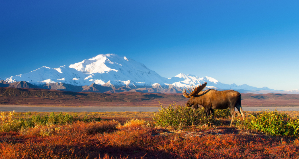 Explora: Alaska - Wildes Land (gdl_888314324_image) Explora: Alaska - Wildes Land (gdl_888314324_image)