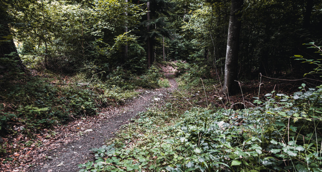 Bärenhütten-Flowtrail