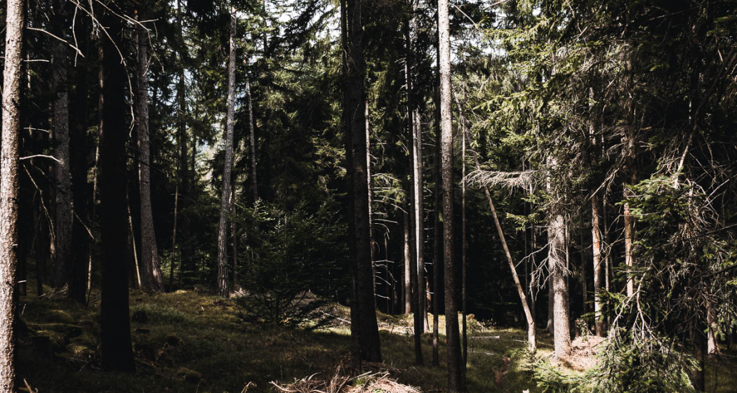 Maschänser Scalära Trail