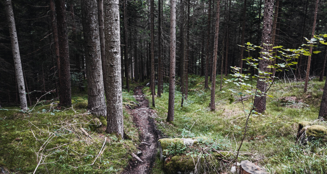 Fürstenflow Royale Superiore