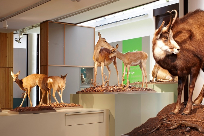 Bündner Naturmuseum