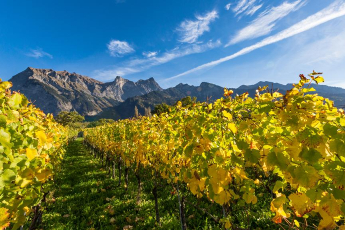 Vineyards Graubünden Herrschaft