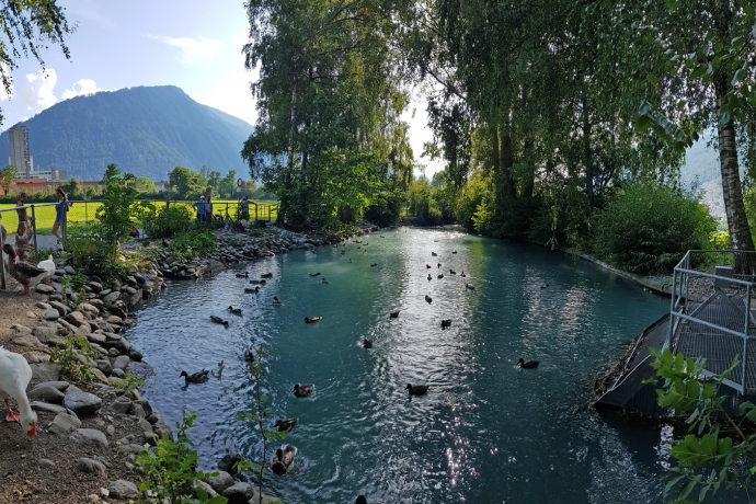Duck pond at the Mühlebach (Rheinmühleweiher)