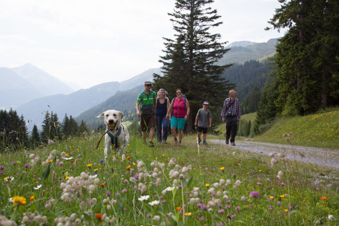 Edelweiss circular trail near Seznis