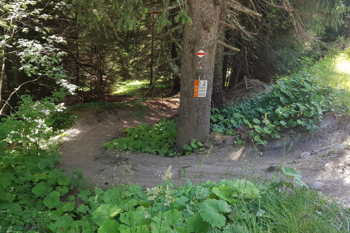 Einstieg in den Trail auf Brambrüesch Einstieg in den Trail auf Brambrüesch