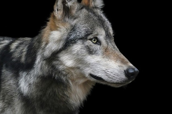 Die Wölfin kam 2017 am Calandamassiv, das im Grenzgebiet zwischen den Kantonen Graubünden und St. Gallen liegt, zur Welt