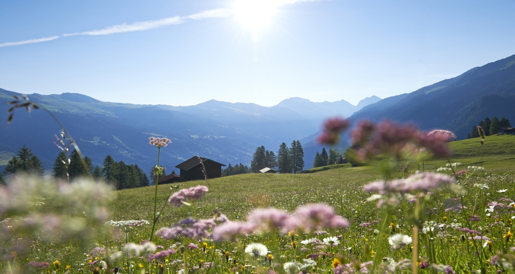 tschiertschen_natur_sommer_blumenwiese_ninamattli