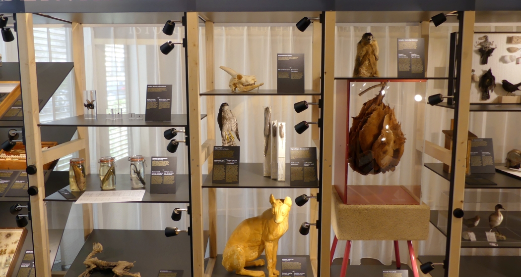 naturmuseum_sonderausstellung_jubilaeum
