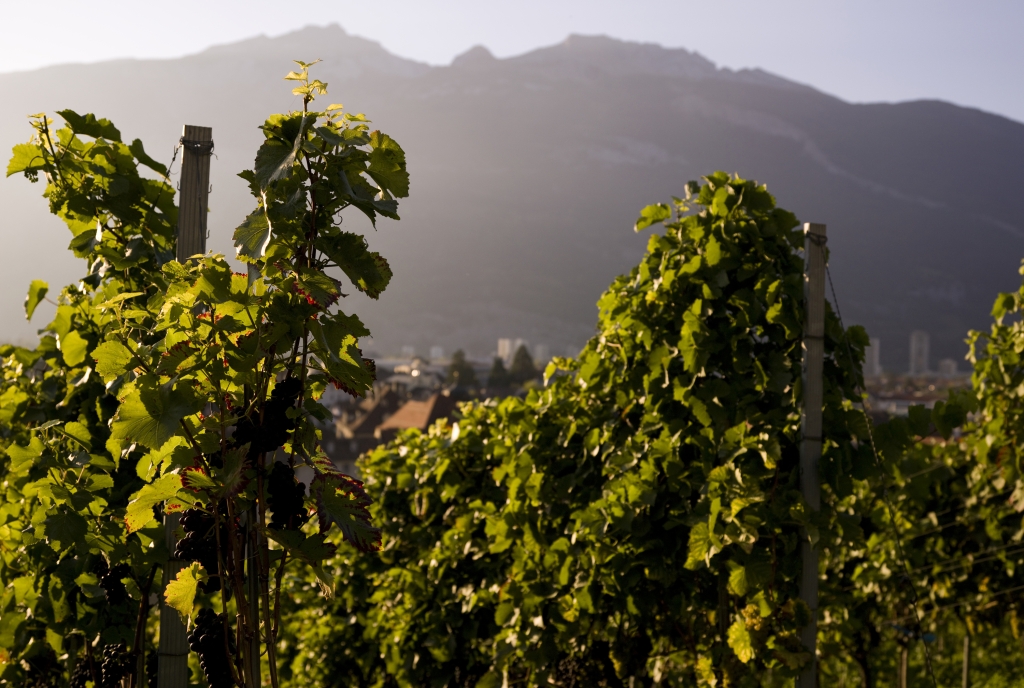 sehenswuerdigkeit_hof_weinberg_andreabadrutt_3.jpg