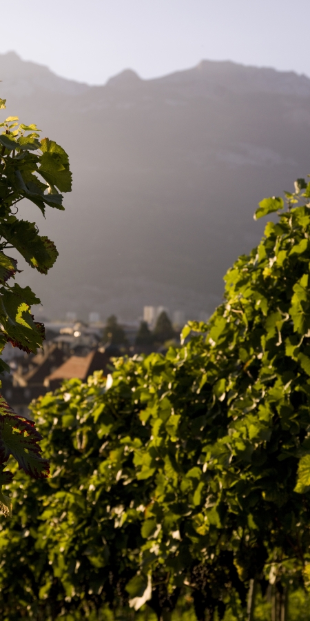 sehenswuerdigkeit_hof_weinberg_andreabadrutt_3.jpg