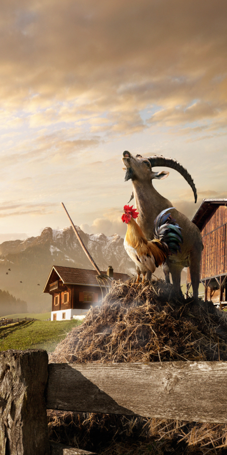 © Graubünden Tourism Gian the ibex shares the dung stick with a crowing rooster in front of an idyllic farmhouse