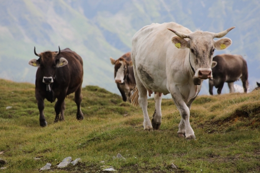 alpahirt_kuehe_sylvia-heldstab