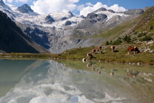 alpahirt_kuehe_sylvia-heldstab