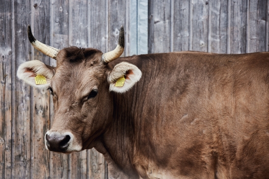 alpahirt_kuh_claudia-link