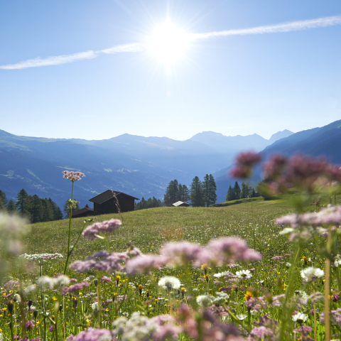 tschiertschen_natur_sommer_blumenwiese_ninamattli