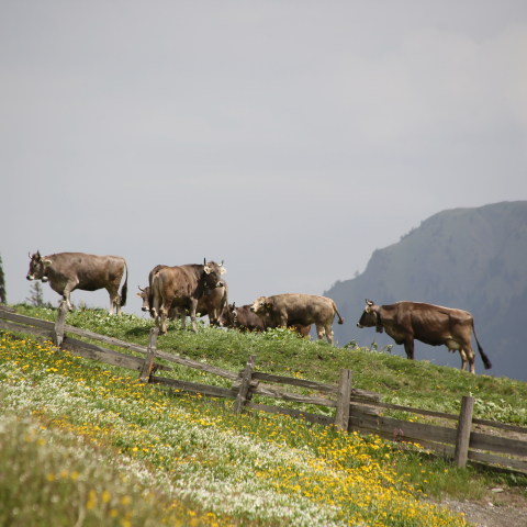 alpahirt_kuehe_sylvia-heldstab_1