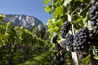 kulinarik_felsberg_weinberg_andreabadrutt2.jpg