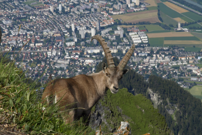 sehenswuerdigkeit_montalin_steinbock_arnomainetti_2.jpg