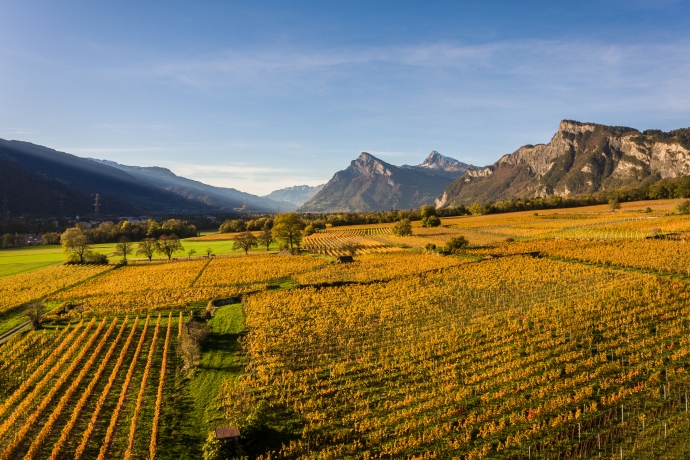 buendner-herrschaft_panorama_herbst_rebberge_heidilandtourismus_1.jpg
