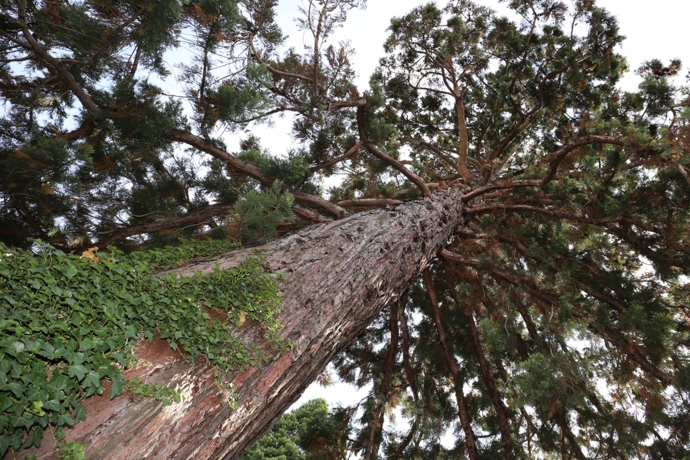 Stadtfuehrung Baumfuehrung