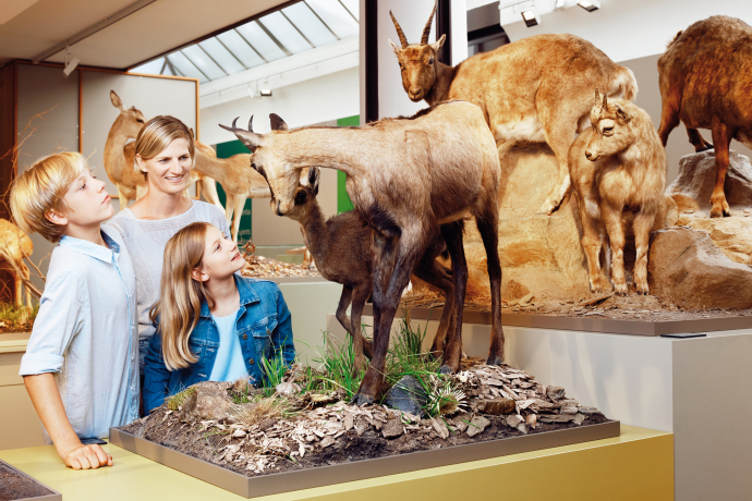 Bündner Naturmuseum (© Hannes Heinzer) Eine Frau mit zwei Kindern betrachtet in einem Museum eine naturgetreue Tierpräparation von Gemsen und Steinböcken in einer alpinen Landschaftsdarstellung
