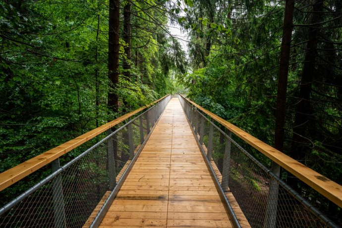 A serene wooden walkway stretches through a lush green forest, flanked by tall trees