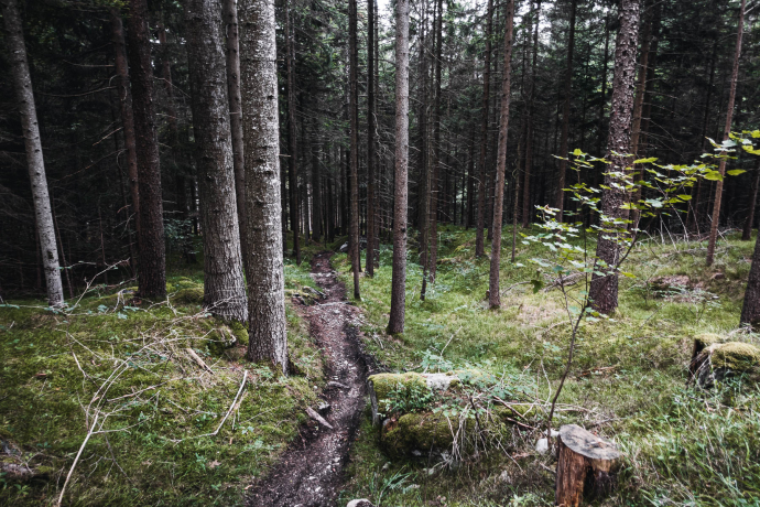 Trail durch den Fürstenwald - Scalära Trail