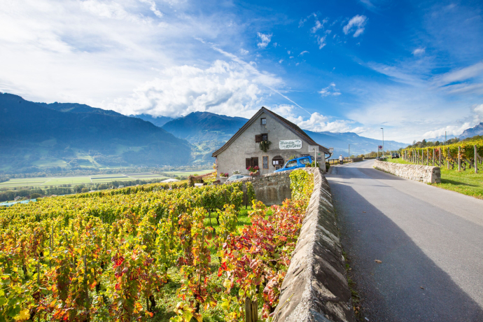 Ein Weingut in der Bündner Herrschaft liegt malerisch eingebettet zwischen Rebbergen. Im Vordergrund leuchten die Weinreben in herbstlichen Farben, während im Hintergrund die imposante Bergkulisse unter blauem Himmel aufragt.
