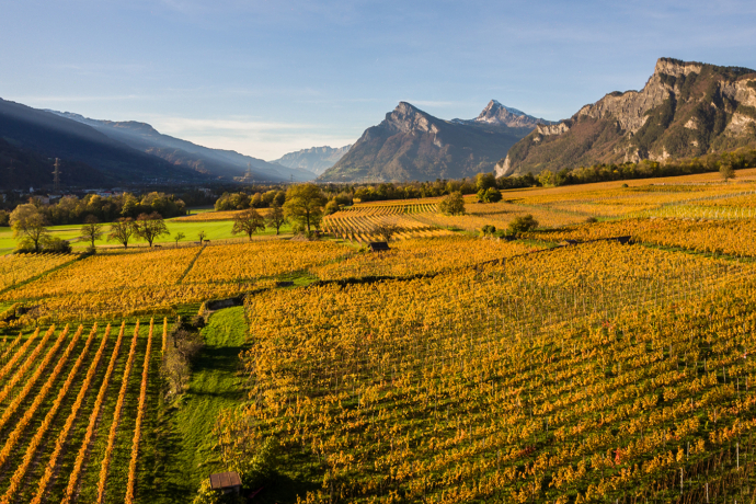 Bündner Herrschaft Rebberge Panorama